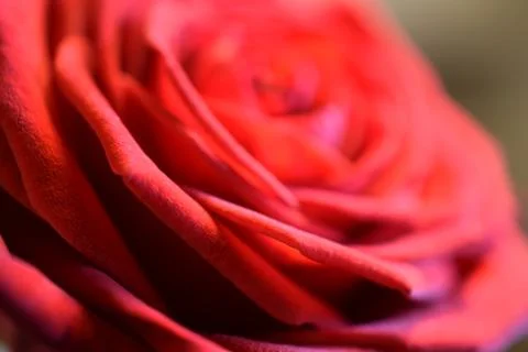 Red rose close up Stock Photos