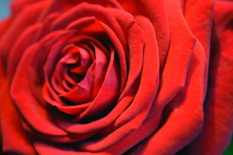 Red rose close up Stock Photos