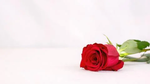 Red Rose Close Up Stock Photos