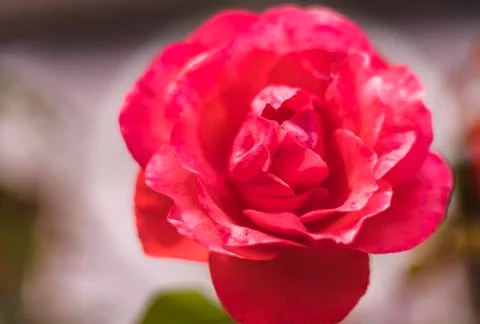 Red Rose close up 스톡 사진