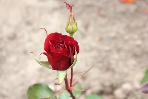 Red rose close up Stock Photos