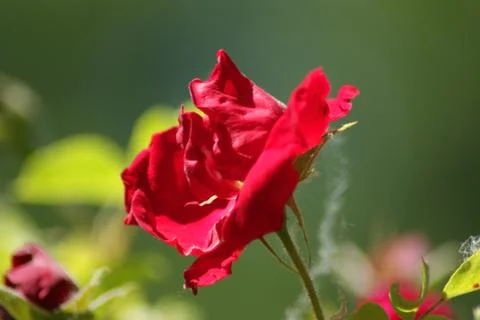 Red rose close-up Stock Photos