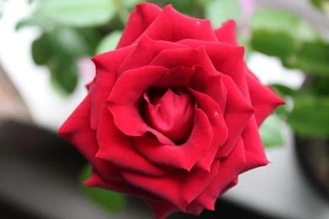 A red rose close-up Foto stock