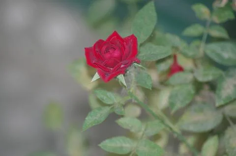 A red rose close up Stock Photos