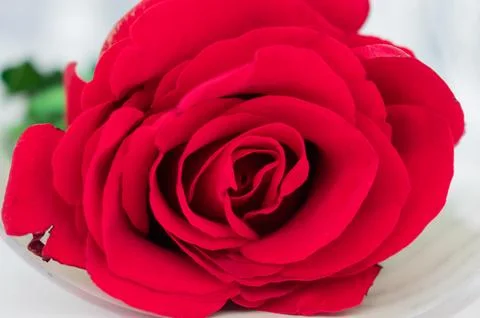 Red rose close up Stock Photos