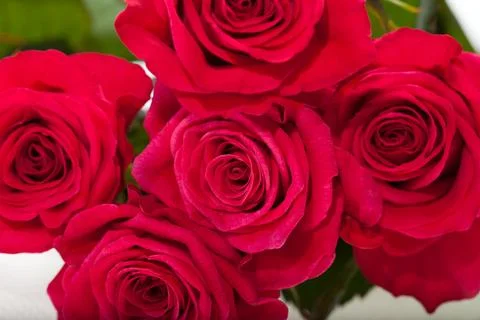 Red rose close-up 写真素材