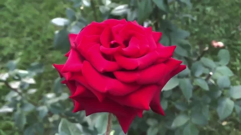 Red rose close up in a summer park Stock Footage 156872518