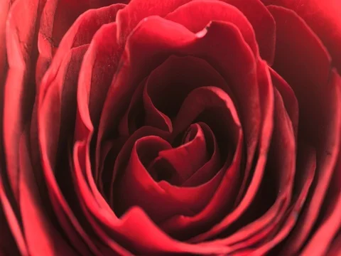 Red rose close up timelapse opening Stock Footage 84864421