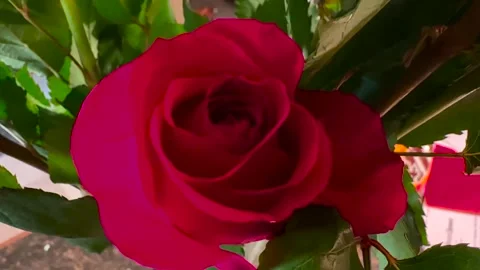 Red Rose - Close Up - In Vase Stock Footage 264785105
