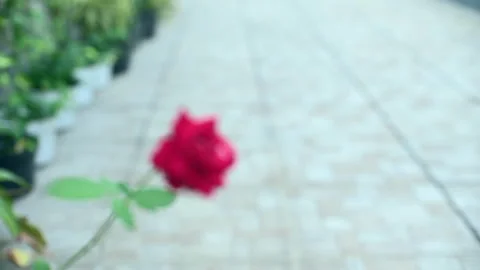 Red rose close up video view gradual selective focus Stock Footage 196102516