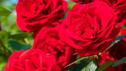 Red rose. Close up view of china rose in a garden. Selective focus included Stock Photos