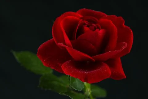 Red rose in close up view Stock Photos