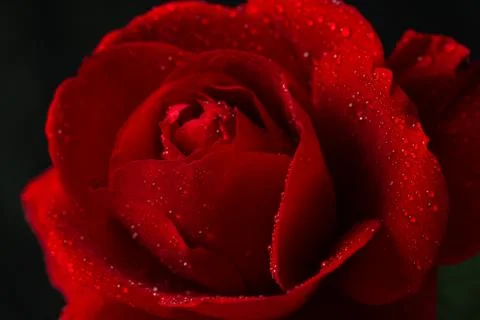 Red rose in close up view Stock Photos