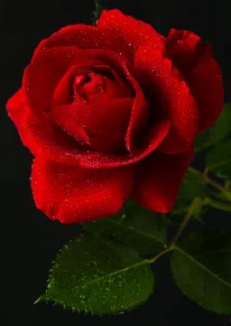 Red rose in close up view Stock Photos