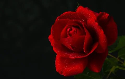 Red rose in close up view Stock Photos