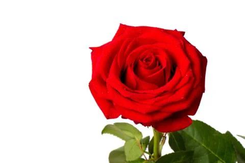 Red rose close-up with water droplets on a white background. Stock Photos