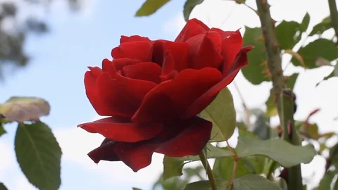 Red rose close up waving in mild wind. Romantic concept Stock Footage 104690398