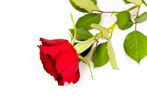 Red rose close-up on a white background Stock Photos