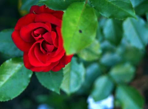 Red rose closeup behind leaf Stock Photos