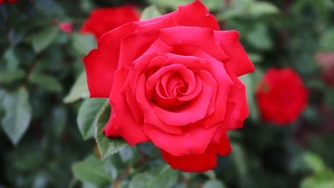 Red rose in the closeup Stock Footage 118229578