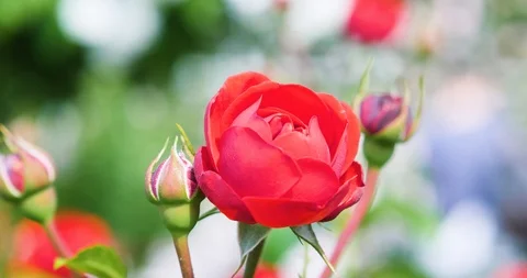 Red Rose Closeup in a Garden Stock Footage 90795925