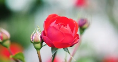Red Rose Closeup in a Garden Stock Footage 90795967