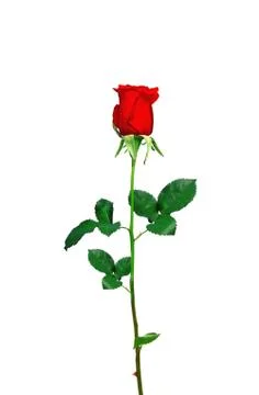 Red rose closeup isolated on white Stock Photos