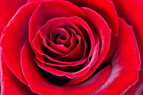 Red rose closeup Foto stock