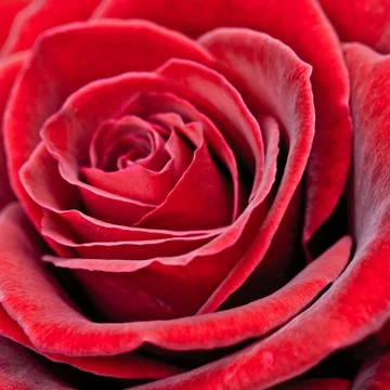 Red rose closeup Stock Photos