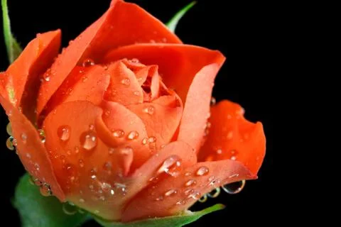 Red rose closeup Stock Photos