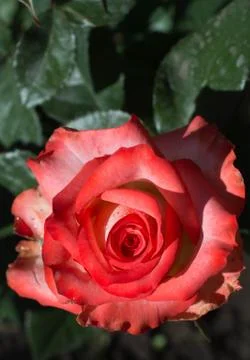 Red rose closeup Stock Photos