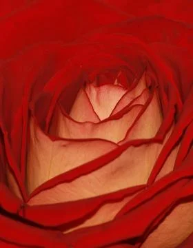 Red Rose closeup Stock Photos