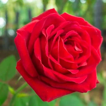Red rose closeup Stock Photos