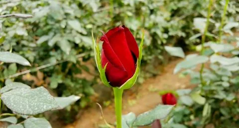 Red Rose - closeup Foto stock