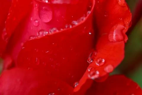 Red rose closeup Stock Photos