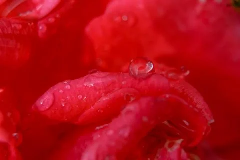 Red rose closeup Stock Photos