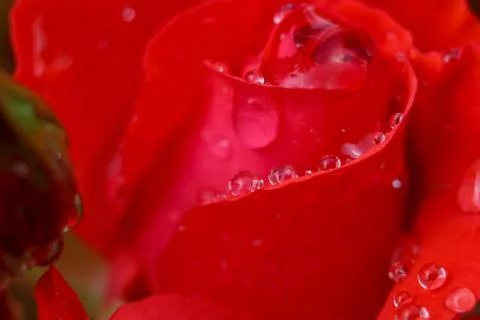 Red rose closeup Stock Photos