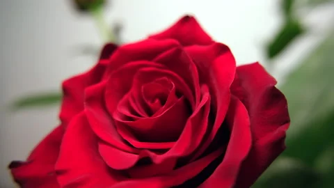 Red rose closeup, slide into view. Stock Footage 170505967