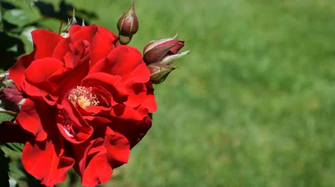 Red Rose closeup video Stock Footage 39705528