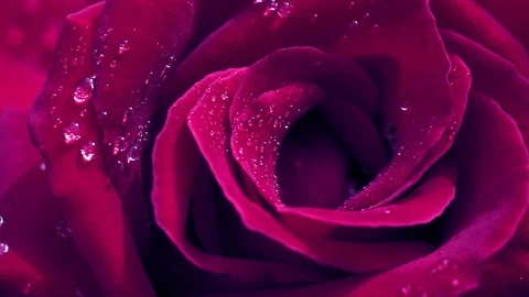 Red rose closeup with water drops. Stock Footage 95999983