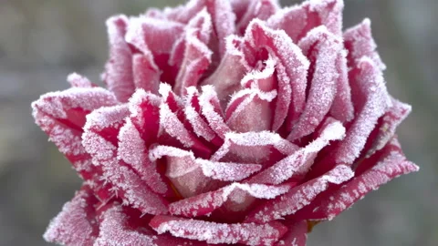 Red rose in the cold Video stock 119765390