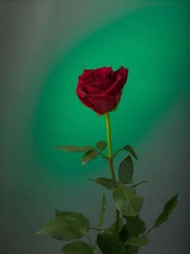 Red rose on a colored background Stock Photos