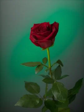 Red rose on a colored background Stock Photos
