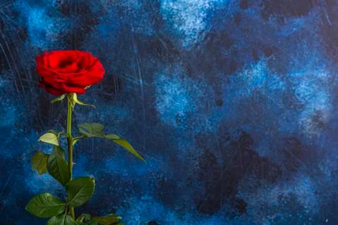 Red rose on a colored blue background Stock Photos