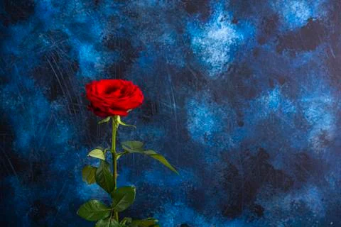 Red rose on a colored blue background Stock Photos