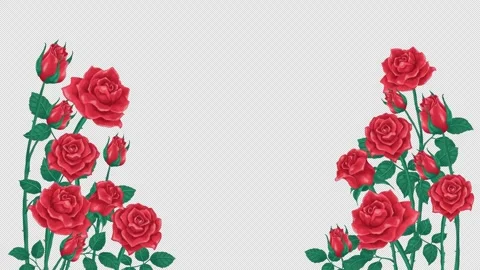 Red rose corner decoration - loop animation with alpha channel Stockbeeldmateriaal 267672628