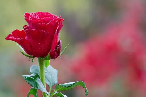 Red Rose Covered with Dew Drops Stock Photos