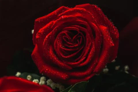 Red rose on dark background Foto stock