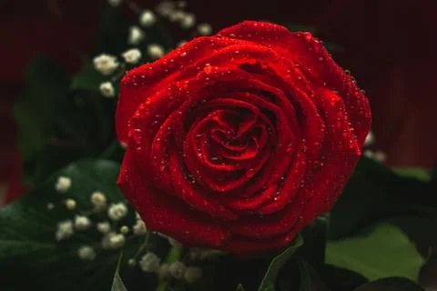 Red rose on dark background Stock Photos