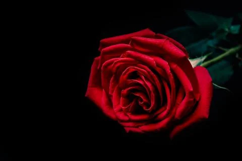 Red rose on dark background Stock Photos